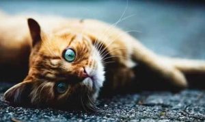 pet cat