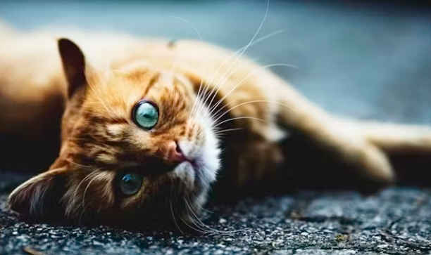 pet cat