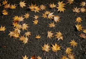 short fall sayings